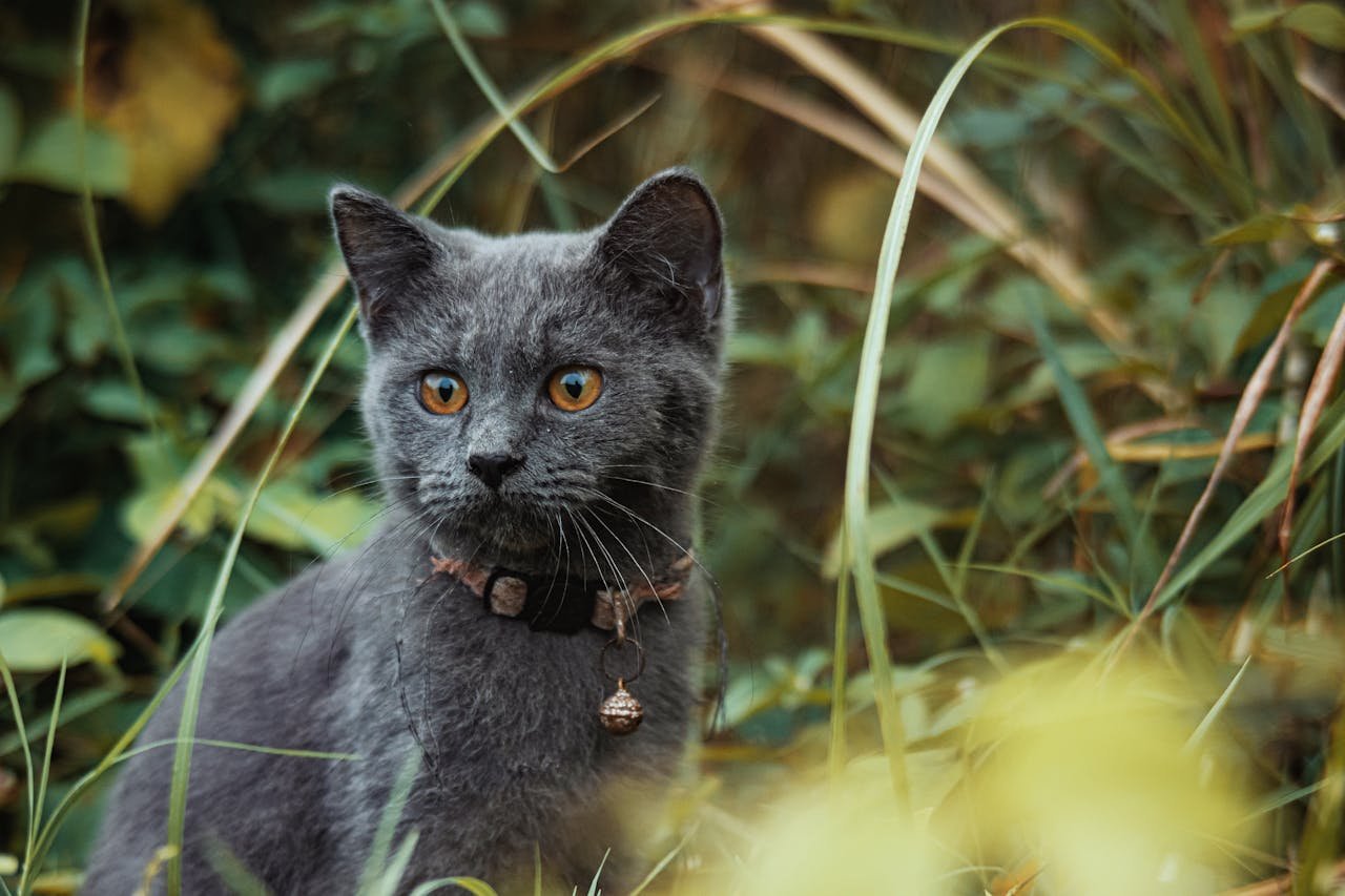 Cat GPS Trackers